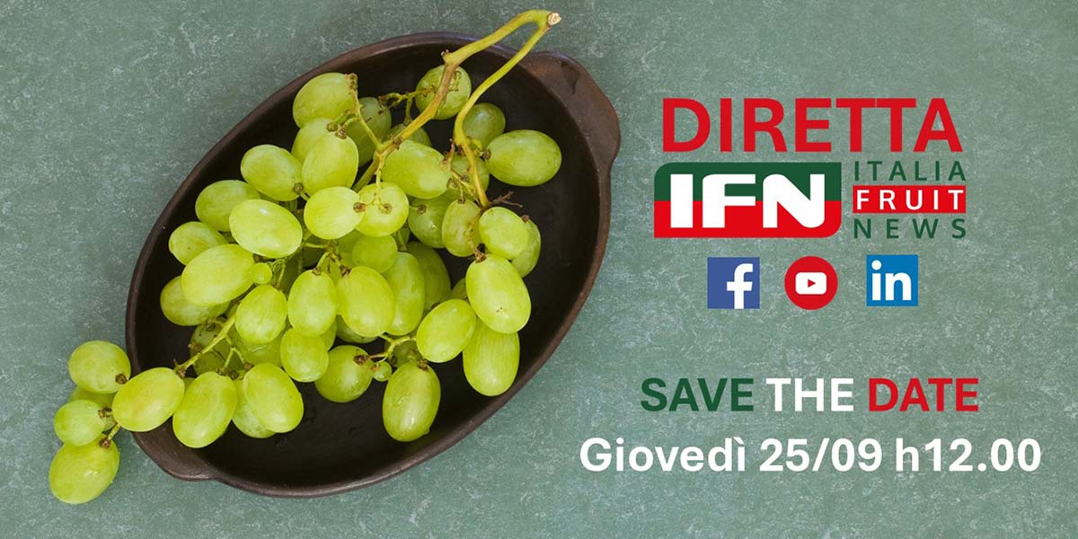 Uva da tavola “d’oro”: ora la sfida è governarne il futuro